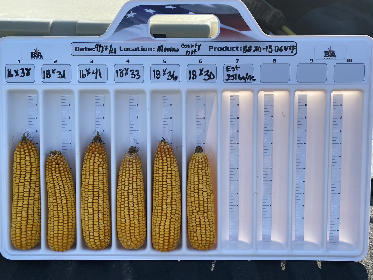 ba_genetics's tweet photo. BA20-13DGVTP looking good in Morrow county, OH. High yielding hybrid with excellent grain quality for that high yielding field. Contact your local EdgeUp Advisor for more info #edgeupresults #corn #harvest21 #Harvest2021 #highyieldcorn #agriculture #bagenetics https://t.co/dmk1ITFagg