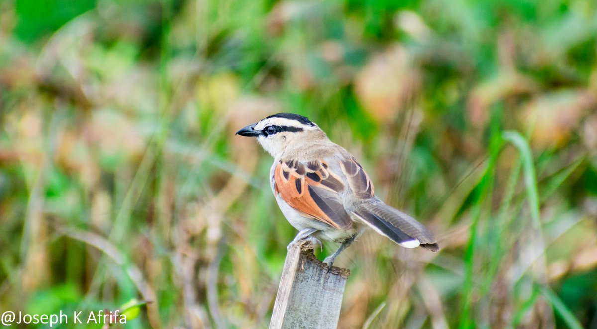 SIR_JOE11's tweet photo. Black-crowned Tchagra Tchagra senegalus
Shot taken at @UCCGH_Official research farm
#BirdsSeenIn2021
#birdsofghana https://t.co/BZLInlASwZ