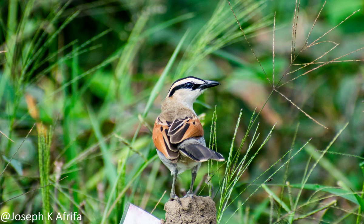 SIR_JOE11's tweet photo. Black-crowned Tchagra Tchagra senegalus
Shot taken at @UCCGH_Official research farm
#BirdsSeenIn2021
#birdsofghana https://t.co/BZLInlASwZ