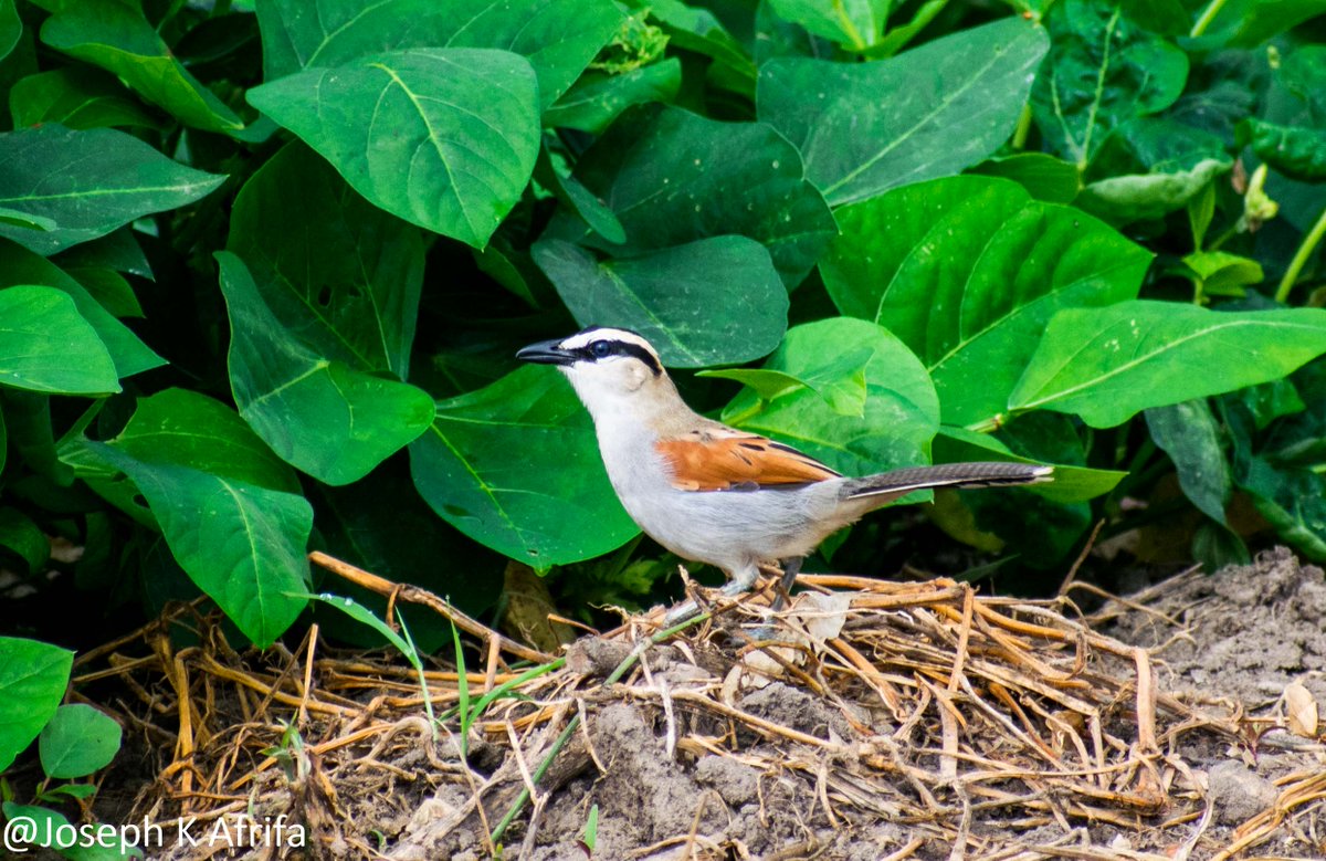 SIR_JOE11's tweet photo. Black-crowned Tchagra Tchagra senegalus
Shot taken at @UCCGH_Official research farm
#BirdsSeenIn2021
#birdsofghana https://t.co/BZLInlASwZ