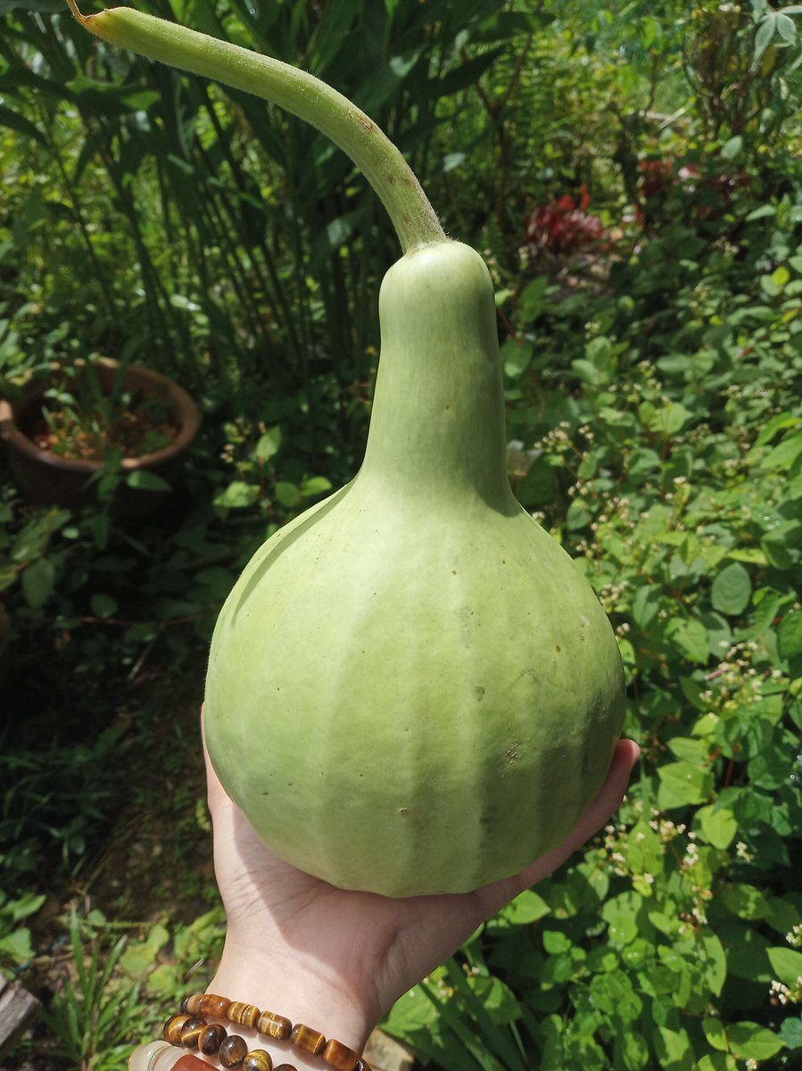 Lagenariasiceraria Twitter Search Twitter