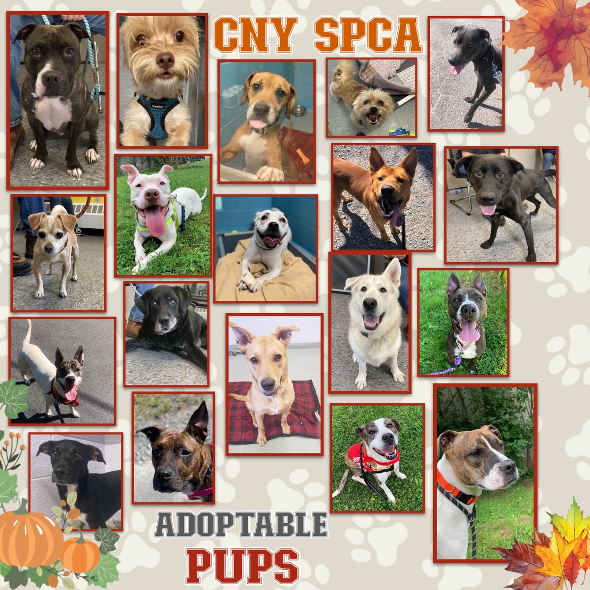 CNY_SPCA's tweet photo. Top of the morning to you! Our #AdoptablePups are sending you fantastic #MondayVibes! Have a great week! Help our pups find their fureverhomes. Email sm@cnyspca.org w/inquiries. https://t.co/D6KwQ8MCvB for pup’s info.
#adoptdontshop
#adoptme
#syracuse
#cny
#shelterdogs https://t.co/ykr3R0OnIW
