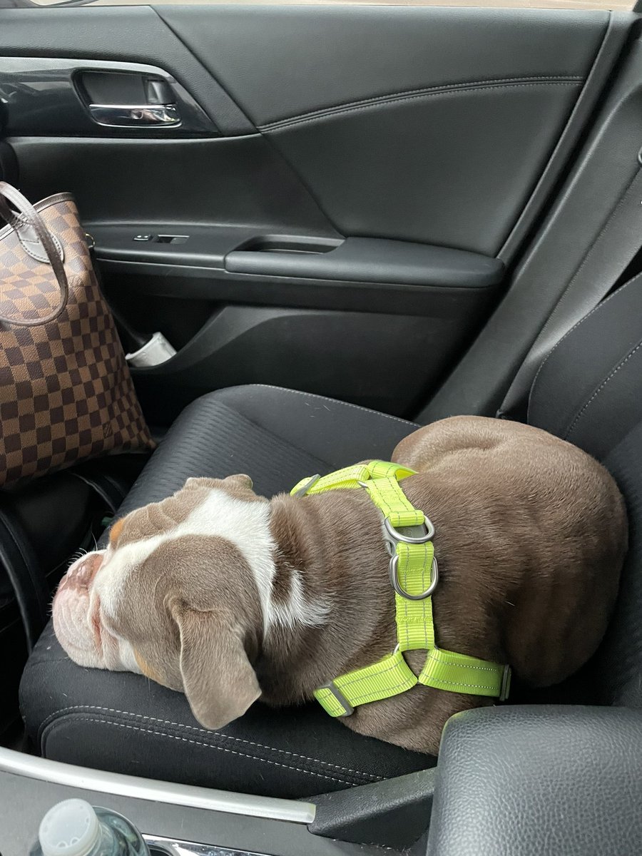 lolomichellee's tweet photo. Does your dog qualify you to use the carpool lane? Asking for a friend… #the405 ☠️ https://t.co/qwE4UORNnX