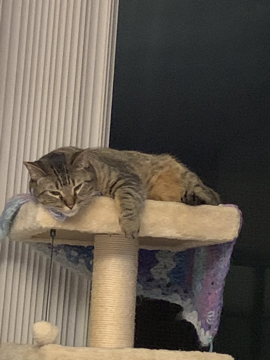 quillicent's tweet photo. I know how to get comfy. It’s my specialty. https://t.co/mSbYHt0Hed