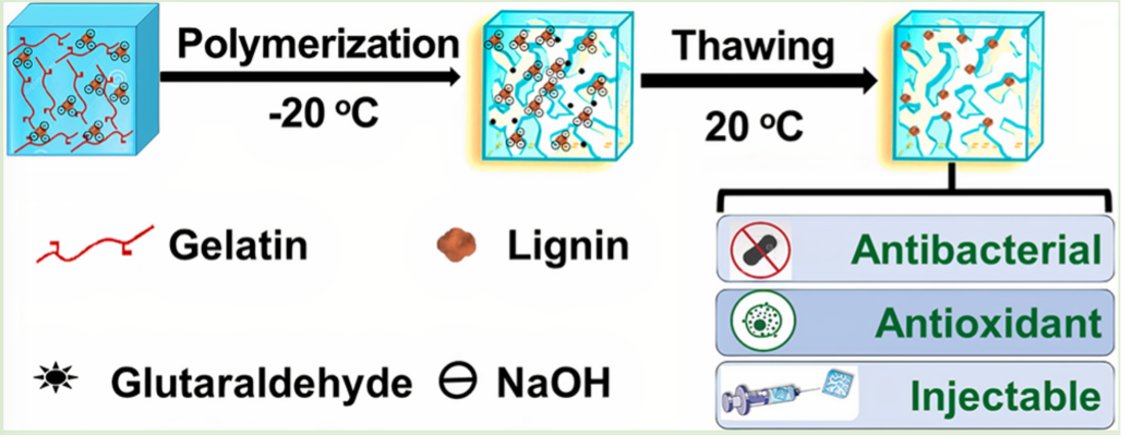 bencheriflab (@bencheriflab) on Twitter photo Bencherif Lab in collaboration with Memic Lab publish “Injectable Lignin-co-Gelatin Cryogels with Antioxidant and Antibacterial Properties for Biomedical Applications” in Biomacromolecules. <a href="/Biomac_ACS/">Biomacromolecules</a> <a href="/Northeastern/">Northeastern U.</a> <a href="/NortheasternCOE/">Northeastern COE</a> <a href="/NU_ChemE/">Chemical Engineering at Northeastern University</a> Bencherif Lab in collaboration with Memic Lab publish “Injectable Lignin-co-Gelatin Cryogels with Antioxidant and Antibacterial Properties for Biomedical Applications” in Biomacromolecules. <a href="/Biomac_ACS/">Biomacromolecules</a> <a href="/Northeastern/">Northeastern U.</a> <a href="/NortheasternCOE/">Northeastern COE</a> <a href="/NU_ChemE/">Chemical Engineering at Northeastern University</a>