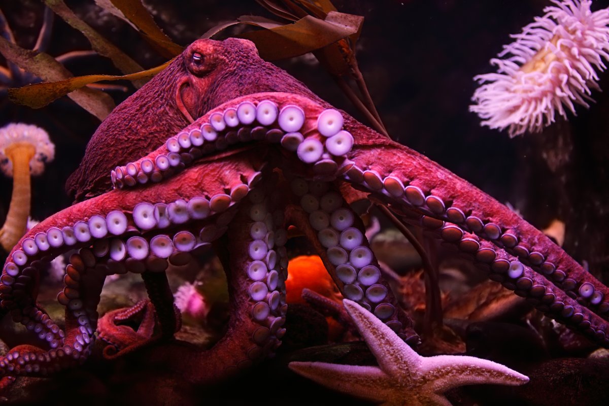 AnimalPlanet's tweet photo. Did you know that while there are hundreds of species of octopus, every one of them has three hearts? ♥️🐙

📷: fjdelvalle

#POTD #PhotoOfTheDay #WorldHeartDay https://t.co/BdJs7a0ymu