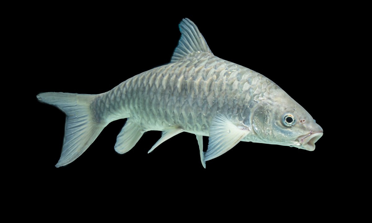 EmpurauMalaya's tweet photo. Here's some of our blue mahseer collection in our captivity. Look more beautiful as ornamental fish in an aquarium with white spotlight on.😍
#EmpurauMalayaMalaysia
#ASGEmpurau
#MahseerFish https://t.co/Esxqgr9WTT