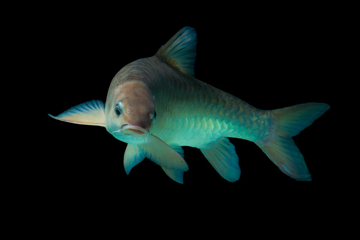EmpurauMalaya's tweet photo. Here's some of our blue mahseer collection in our captivity. Look more beautiful as ornamental fish in an aquarium with white spotlight on.😍
#EmpurauMalayaMalaysia
#ASGEmpurau
#MahseerFish https://t.co/Esxqgr9WTT