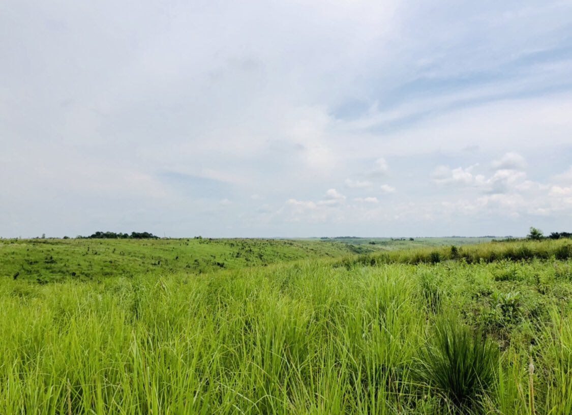 участок в тульском районе. участок в тульском районе. широколиственные леса тульской области. иваньковский сосновый бор на реке восьма. конюшино.