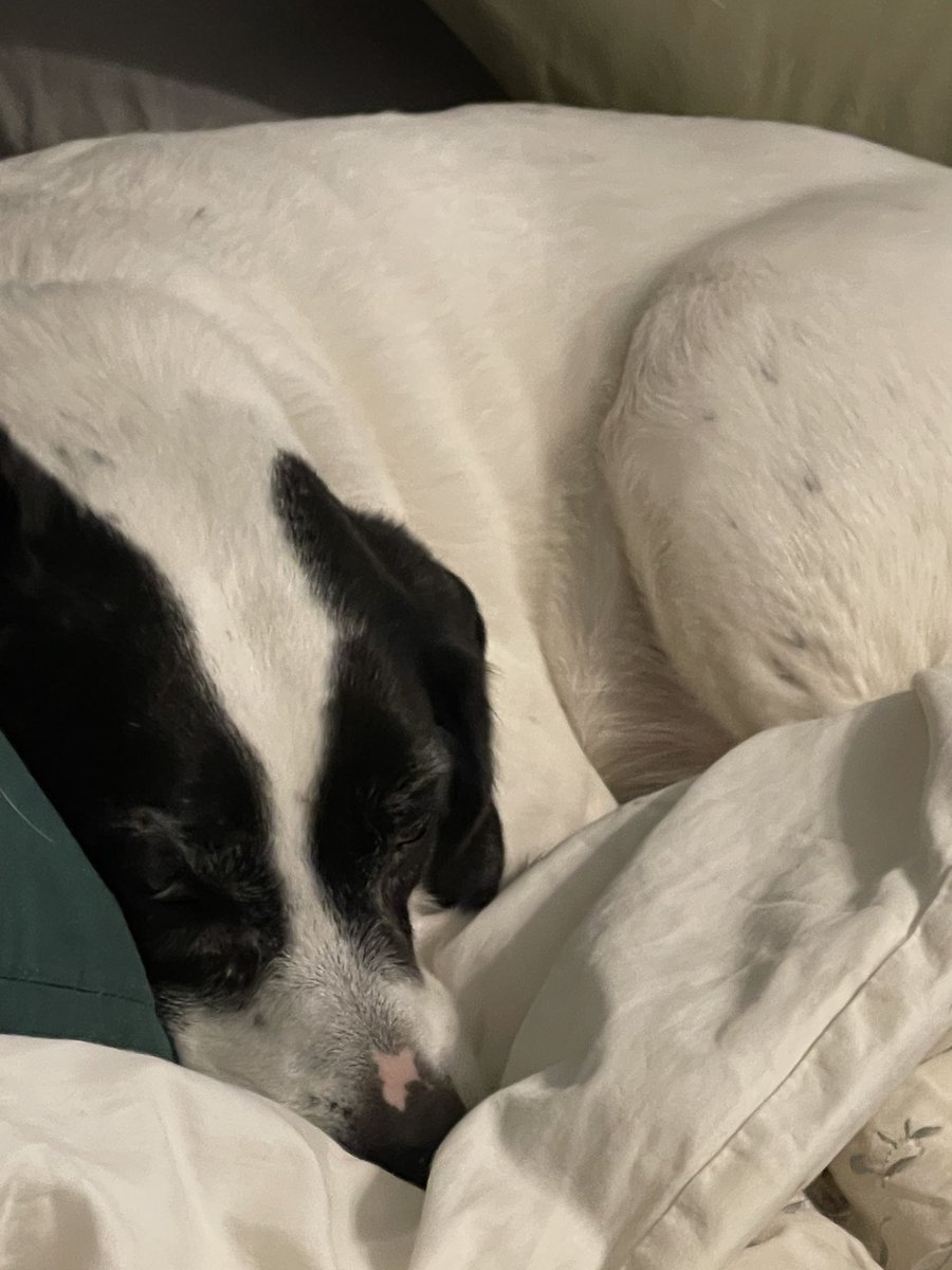 It is Monday morning.  I am not getting up today!