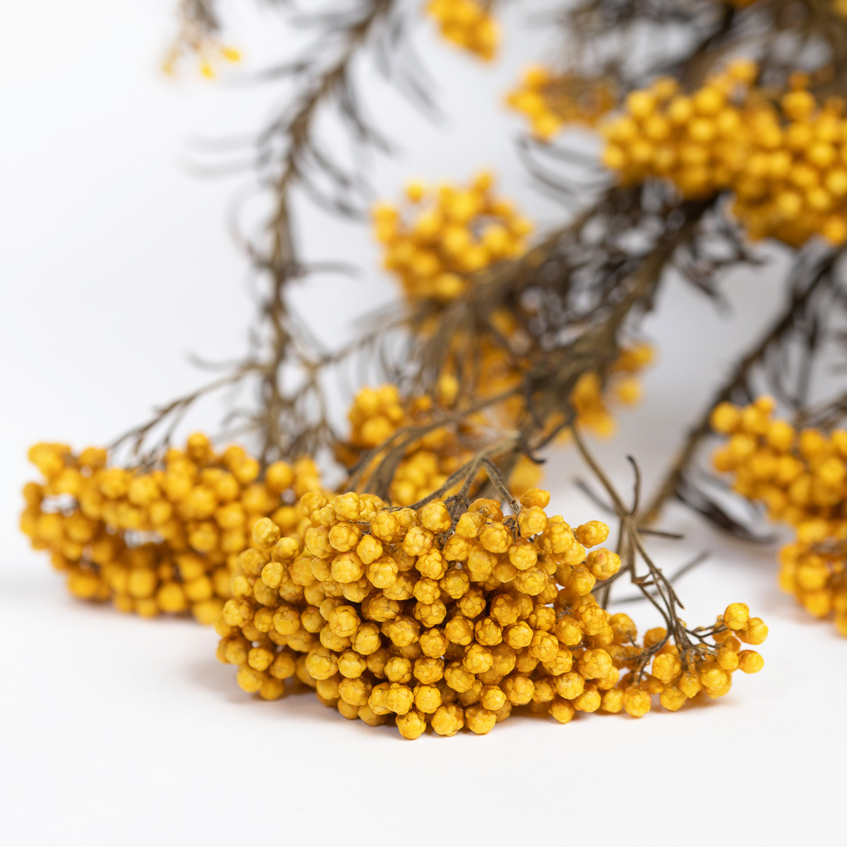 ForaNature's tweet photo. Little buds of Joy!

The Rice Flower is a bunch of rustic stems with clusters of petite seedling buds creating a fantastic cloud of colour. Vibrant and versatile, they are a must for the Autumn.

Shop Now: https://t.co/fCj89uRYCb https://t.co/9QYbCip8fM