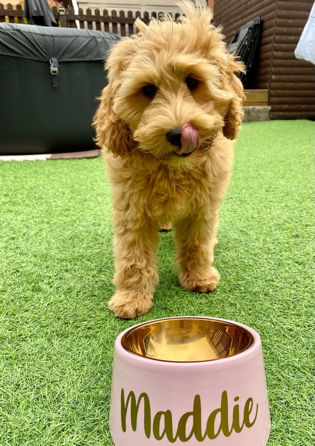 Maddie eagerly waiting to see if doodles get second breakfast 👀