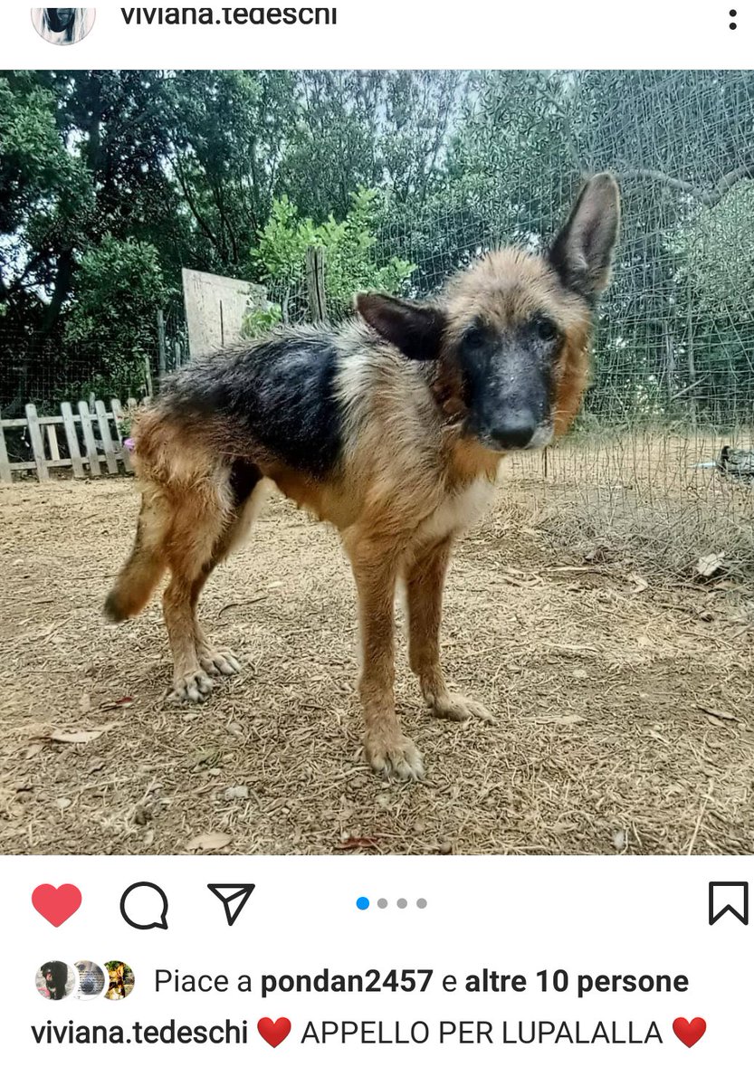 zampa_qua's tweet photo. STRAURGENTISSIMO 🆘🆘🆘🆘. 
https://t.co/6TDhB1of9u
  Info profilo🐕LUPALALLA, RECUPERATA IN CONDIZIONI GRAVI,HA BISOGNO DI MEDICINALI,ASPETTA LA SUA FAMIGLIA PER SEMPRE,E DOLCISSIMA,HA TANTO AMORE DA DONARE🙏🏠😟AIUTIAMOLA  @PlanetSurfinia @FrancoFrattini https://t.co/MlETd6a5Pd