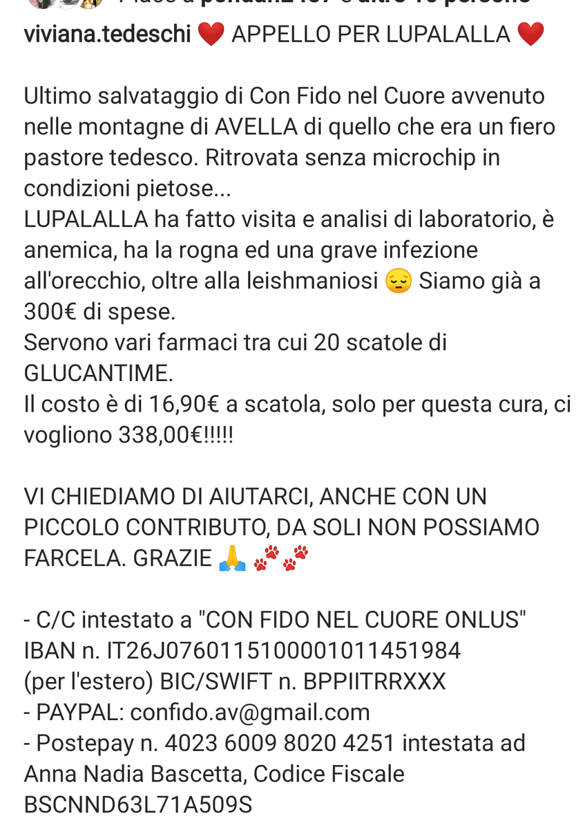zampa_qua's tweet photo. STRAURGENTISSIMO 🆘🆘🆘🆘. 
https://t.co/6TDhB1of9u
  Info profilo🐕LUPALALLA, RECUPERATA IN CONDIZIONI GRAVI,HA BISOGNO DI MEDICINALI,ASPETTA LA SUA FAMIGLIA PER SEMPRE,E DOLCISSIMA,HA TANTO AMORE DA DONARE🙏🏠😟AIUTIAMOLA  @PlanetSurfinia @FrancoFrattini https://t.co/MlETd6a5Pd