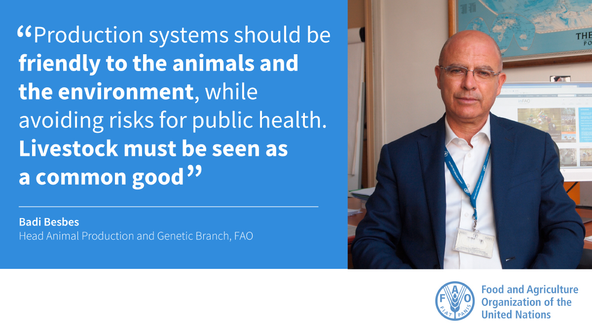 Badi Besbes, from <a href="/FAO/">Food and Agriculture Organization</a> at the FAO-IFIF Annual Meeting 🗓 

“Let #livestock become the common good it deserves to be”

Learn more about FAO’s work ➡ bit.ly/2ZCFWwb