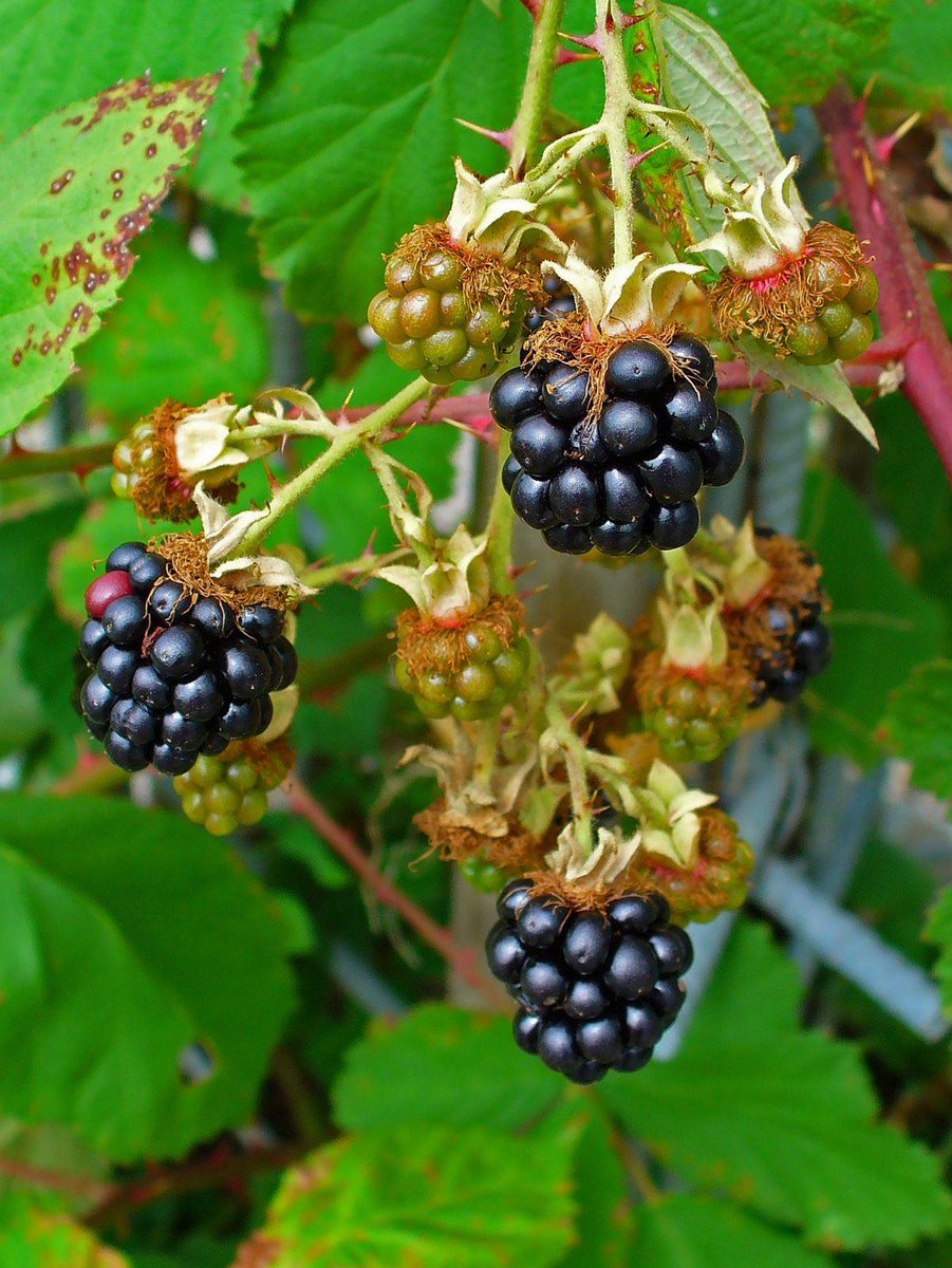 SCNationalTrust's tweet photo. Click to see Herbal Monday Feature
<iframe src="https://t.co/tPrebSGZsi" width="500" height="784" style="border:none;overflow:hidden" scrolling="no" frameborder="0" allowfullscreen="true" allow="autoplay; clipboard-write; encrypted-media; picture-in-picture; web-share"></iframe> https://t.co/ZQGSLYYCMD