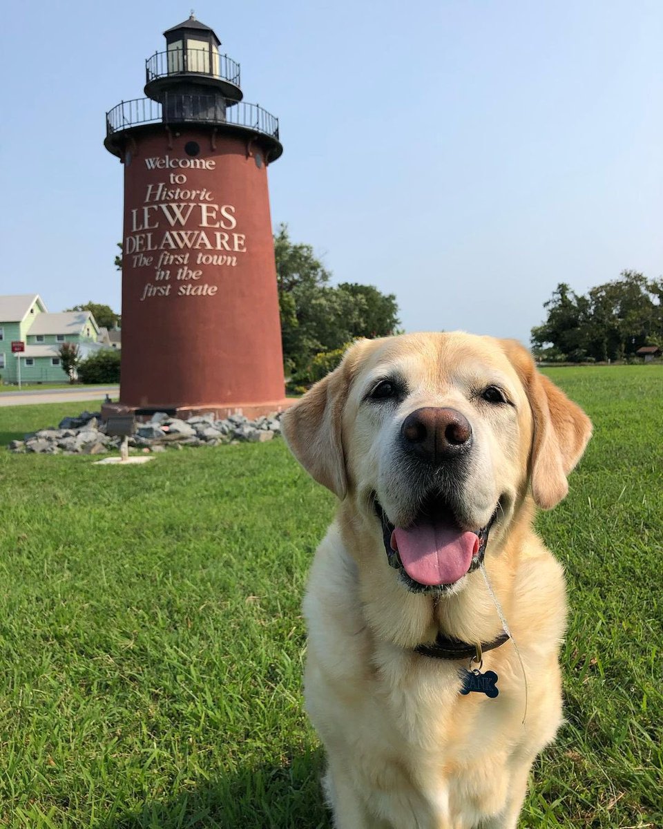 VisitLewesDE's tweet photo. Hope your Monday has you smiling like this pup on an adventure in Lewes! #visitlewes 

📷 tomandhankoffthehook 

#LoveDEBeaches #visitrehoboth #cutepets #exploremore #mondaymood #smile #happydog #exploring #mondayvibes #dog #dogsofinstagram #doglife #pup #cutedogs #lewesdelaware https://t.co/o4qGVasgfc