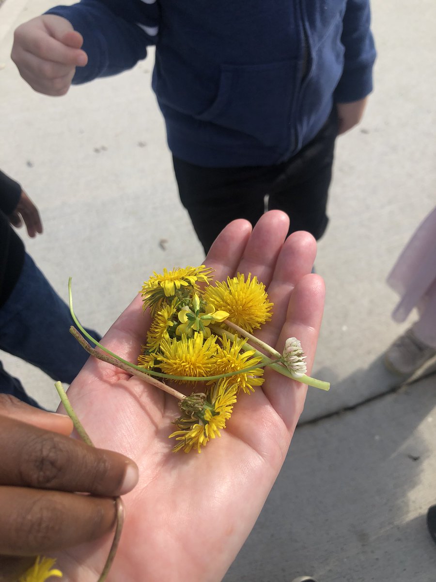 explore2grow's tweet photo. Showing appreciation!! When kindergartens use their outdoor time to collect and give flowers to their teacher! @ThornwoodPS https://t.co/OqkJ7VIvM7