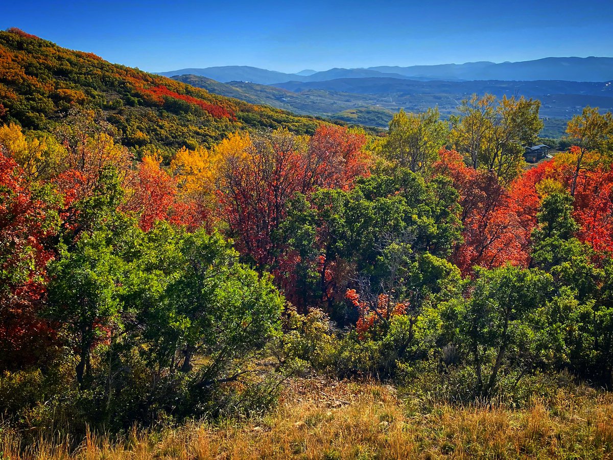 Colors are the smiles of nature. 🍂 Leigh Hunt 

📷 by me

#autumnvibes #fallphotography #naturephotography #nature