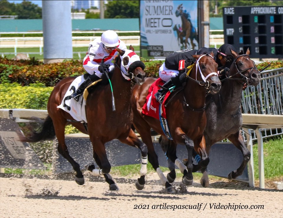SaffieJosephJr's tweet photo. #27Sep Avant Glory #GulfstreamPark Saffie Joseph, Jr. #SpringSummerMeet 2021 @zayas_edgardo Gelfenstein Farm LLC #SaffiesTeam
📸 @artilespascualf https://t.co/A1eAF6EeBa