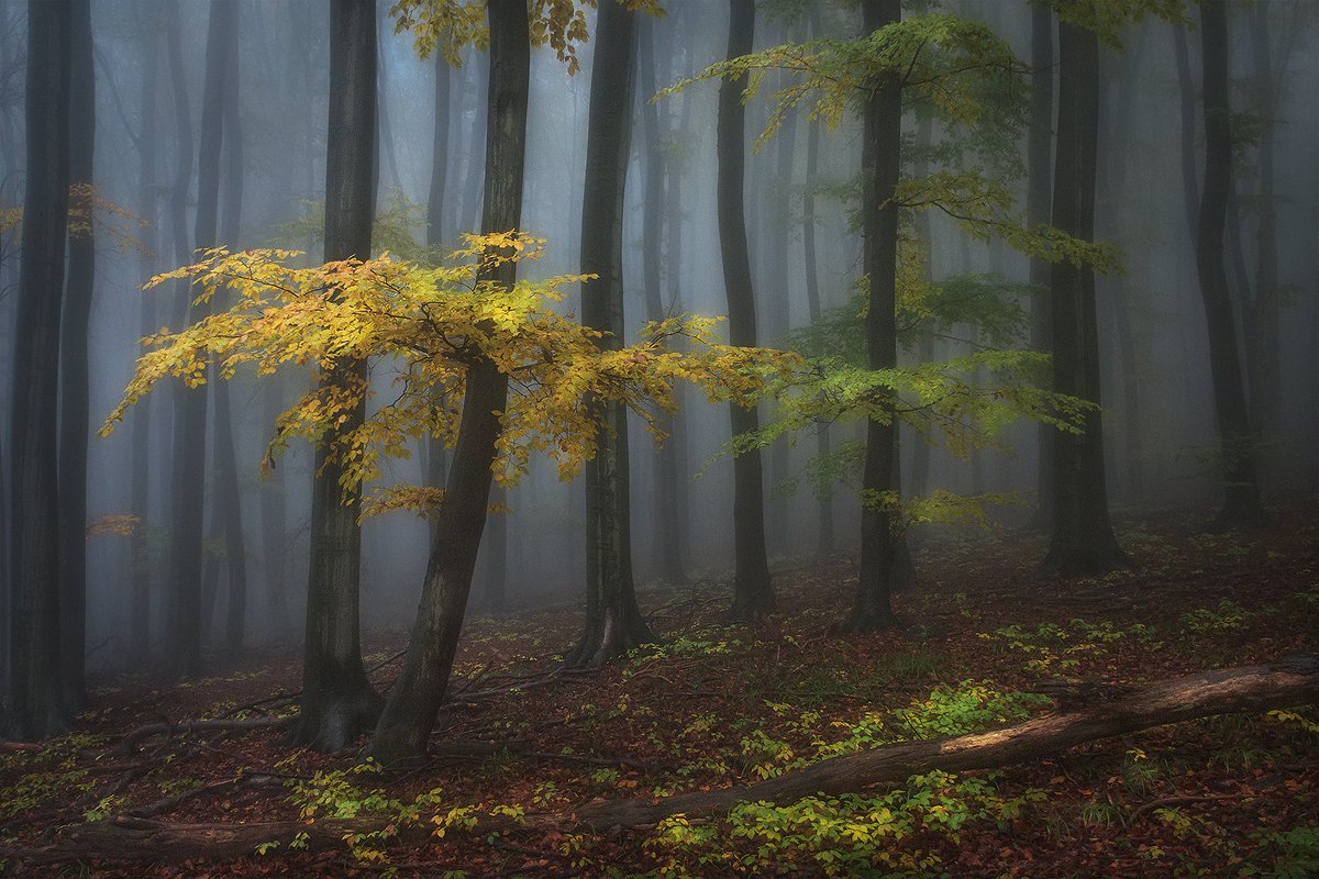 edinabaltas's tweet photo. forest aquarium... shot from last October. It was a great day for hiking; autumn colors, rain and fog, silence...

#woodland #landscapephotography #NaturePhotography #trees https://t.co/GechmkTsjL