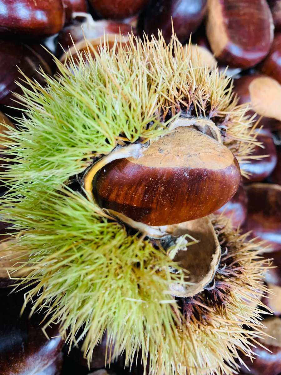 wellockshome tweet media