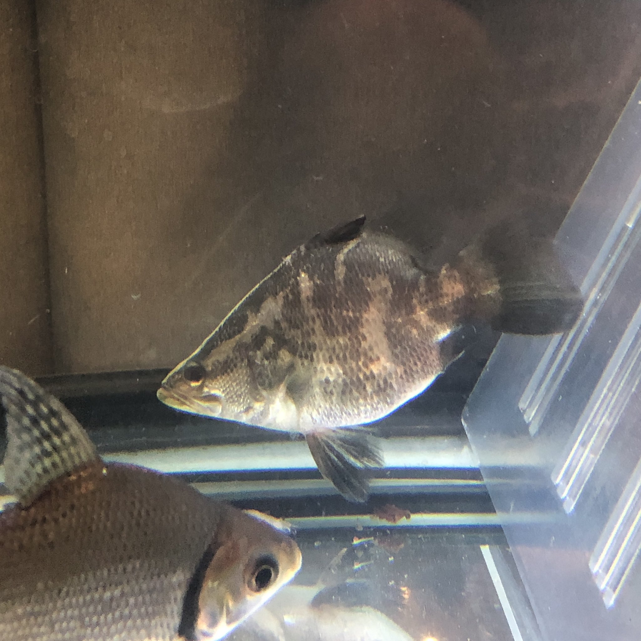 タイでバラマンディ育ててる人 アリゲーターガー63 Yunaaquarium Twitter