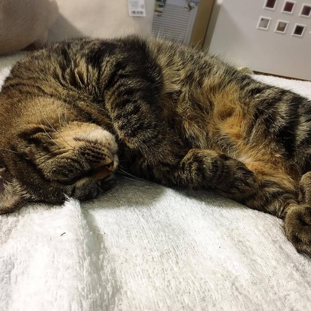 nekouta3's tweet photo. 見てるだけで、癒される。

#チビしろ #猫のいる生活  #我が家の風景 #無防備 #exmaknight https://t.co/J2jLLrbGF9