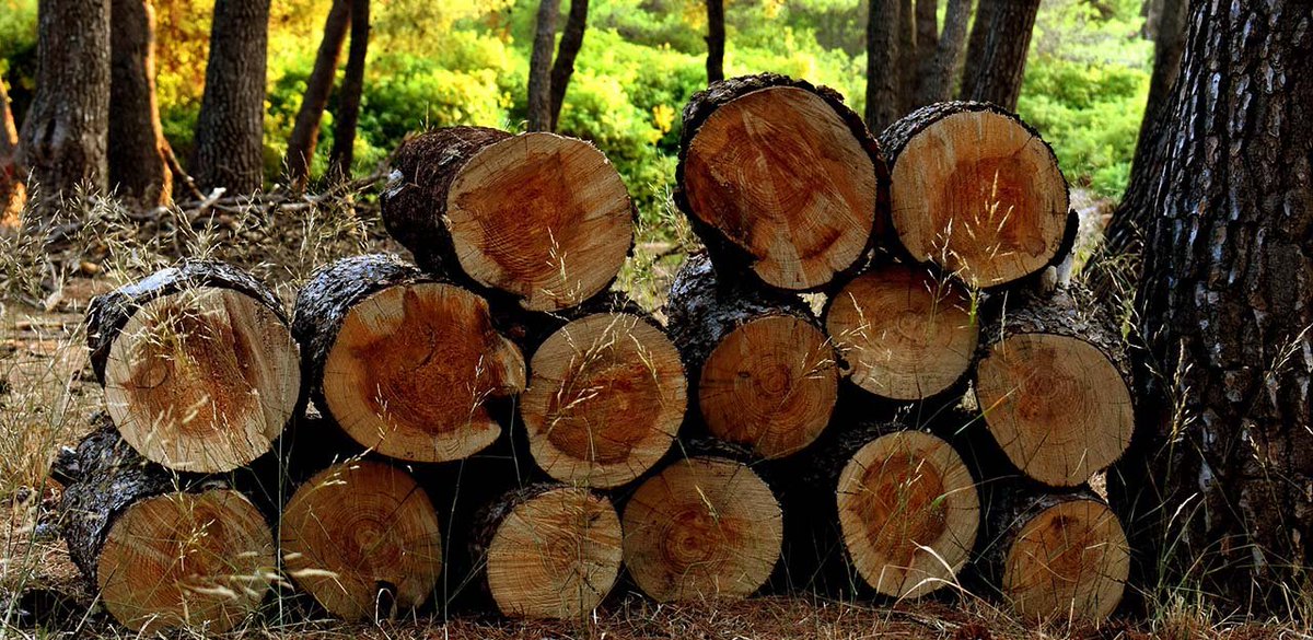 ObsForestCAT's tweet photo. Incorporem les dades dels #aprofitaments #forestals #fusters 🌲a Catalunya corresponent a l'any 2020.
🪵 Coníferes 650.900 m3
🪵 Planifolis 79.128 m3
TOTAL fusta: 730.028 m3
👉 https://t.co/riDvPE9Qg7
Dades per comarca i espècie (1988-2020) https://t.co/XNlMwgwcmB