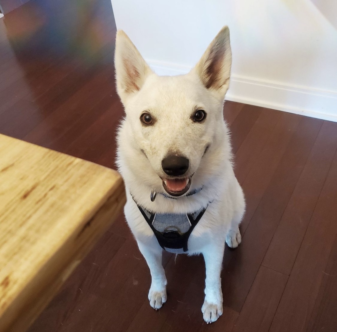 Purrfect_Sunday's tweet photo. Guess who celebrated his 1st birthday this weekend? We honestly can't believe how fast time has flown and how big Bear has gotten! We love this guy so much. Happy Birthday, Bear 🎉 #dogsoftwitter https://t.co/ZYHYtN4DIp