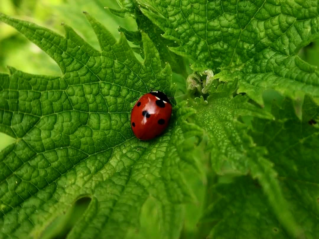 Ladybug on a leaf.
.
.
.
.
. #himachalpradesh #healthylifestyle #healthyfood #himalayan #himachaltourism #himachalapples  #animalslover   #mountains #MorningsWithRBC #travelphotography   #naturephotograpy #neemranafort #naturephotography #naturelover #forest #forestphotography