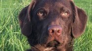 AdoptionsUk's tweet photo. Please retweet to help find TOBY, missing from #RAGLAN #WALES - could have been picked up and be anywhere now 25 SEPTEMBER 21
Adult, white on his chest, has chip and ID
MORE INFO👇
https://t.co/JpK0aYNYVU
#dogs #pets #animals #England https://t.co/HQnDS4s5eX