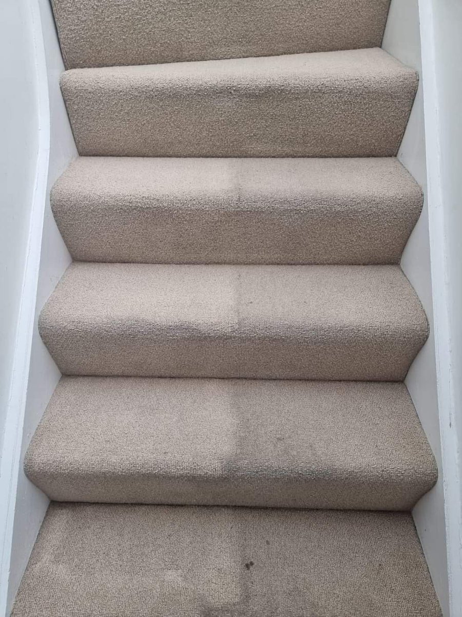 ✅Professional carpet cleaning service