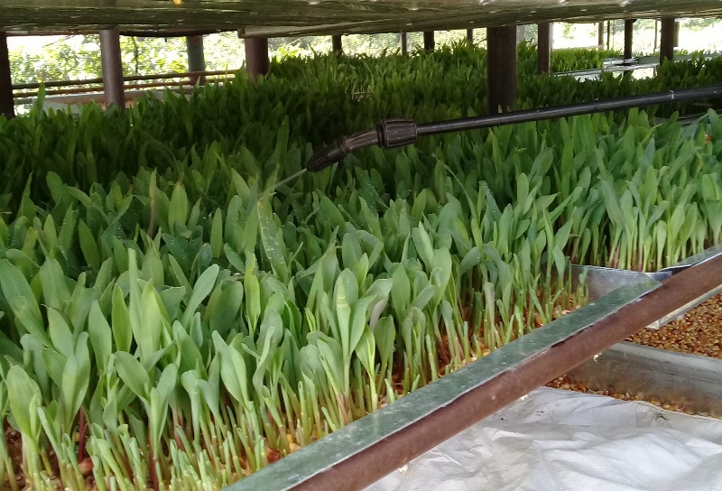 VenceremosCuba's tweet photo. Trabajadores de #Azumat en #Guantánamo, puntualmente en el poblado de #HéctorInfante, municipio de #ManuelTames, producen pienso para la alimentación animal, con materia prima local. 
Más detalles en: https://t.co/XbnpalA9l4 @MINAGCuba @teamocuba68 #Cuba https://t.co/L0eo1C2ZJJ
