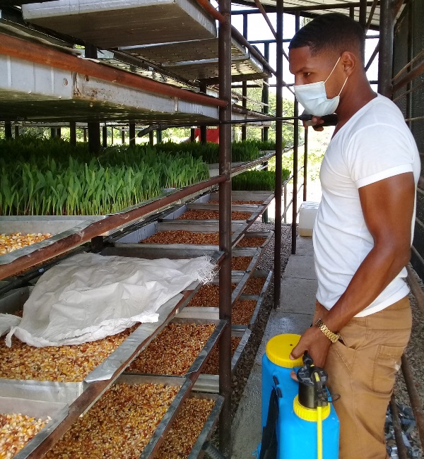 VenceremosCuba's tweet photo. Trabajadores de #Azumat en #Guantánamo, puntualmente en el poblado de #HéctorInfante, municipio de #ManuelTames, producen pienso para la alimentación animal, con materia prima local. 
Más detalles en: https://t.co/XbnpalA9l4 @MINAGCuba @teamocuba68 #Cuba https://t.co/L0eo1C2ZJJ