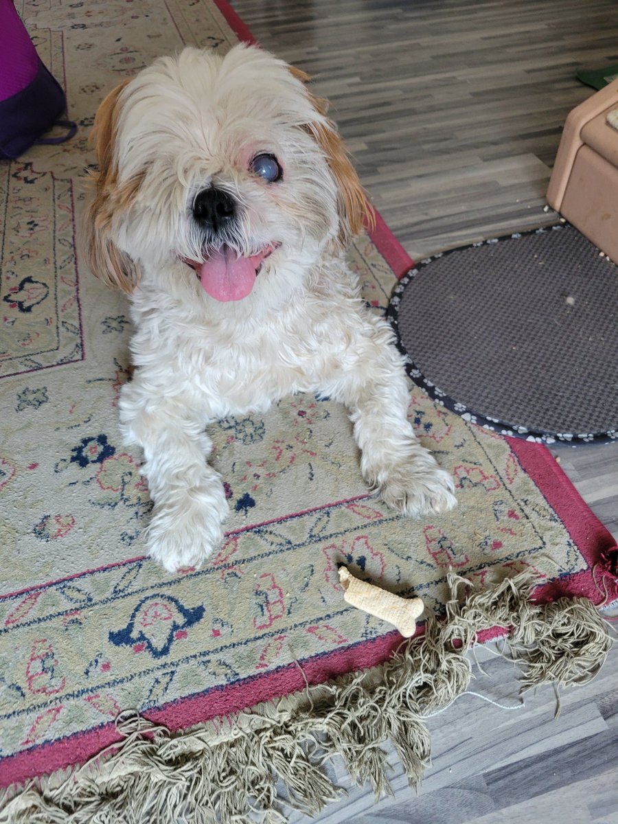 CHIPTheShihTzu's tweet photo. #ChipTip - always take a moment to enjoy that first bite of the morning biscuit. 🍪
#MondayThoughts #ChipTheShihTzu https://t.co/i8IrRxORkg