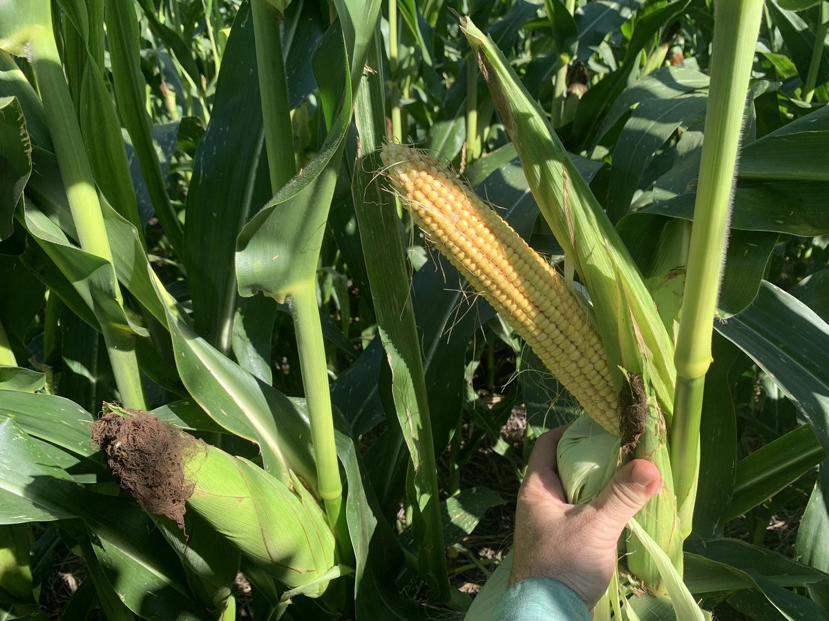 My second crop corn looking much better than the first! This <a href="/PioneerSeeds/">Pioneer Seeds U.S.</a> #P1847VYHR looks to be a bumper crop, baring any catastrophic storms or freezes…please God no more of that this year 🙏🏼.