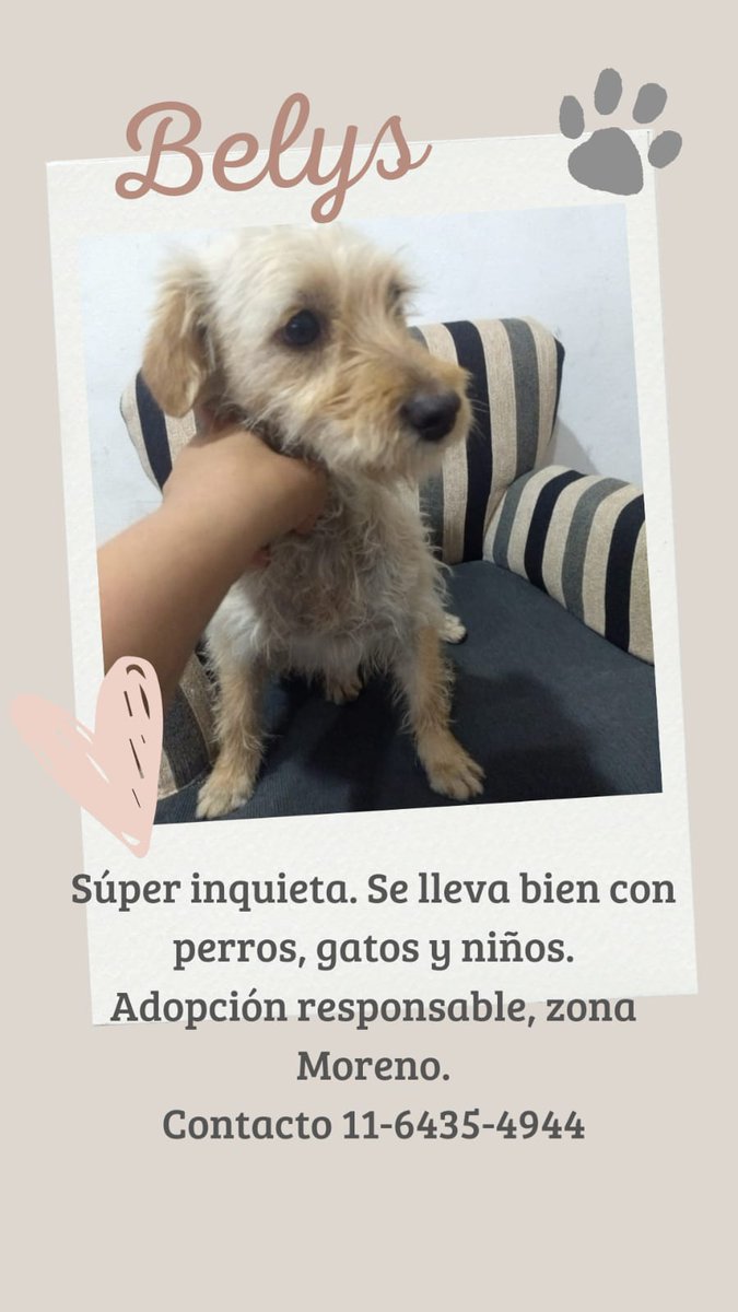 Debiiacosta's tweet photo. @SebaGranate Todos aman a sus animales quise poner. Quien quiera agrandar su familia puede escribir.🐾❤️ https://t.co/5XEWic2Wnz