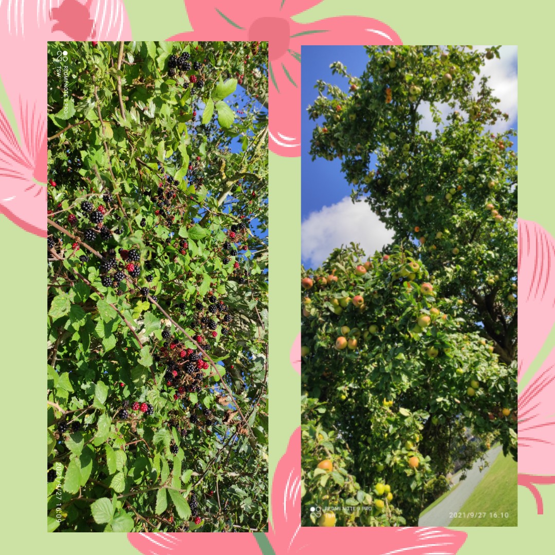 Bonus, lots of blackberry and apple crumble coming our way this week, A x #loveCLs #CAMC #Autumn