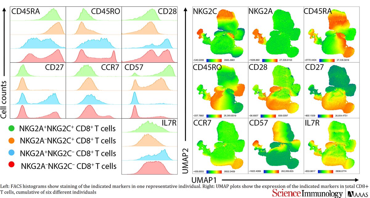 Science Immunology (@sciimmunology) on Twitter photo A new @sloan_kettering, <a href="/WeillCornell/">Weill Cornell Medicine</a> study presents an intersection of adaptive and innate #immunity: Killer T cells that acquire features of natural killer cells and enhanced cell killing capacity, which emerge in human #cytomegalovirus infection: fcld.ly/u3yz9sc A new @sloan_kettering, <a href="/WeillCornell/">Weill Cornell Medicine</a> study presents an intersection of adaptive and innate #immunity: Killer T cells that acquire features of natural killer cells and enhanced cell killing capacity, which emerge in human #cytomegalovirus infection: fcld.ly/u3yz9sc