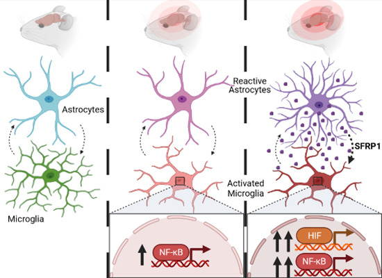 Happy to share our latest collaborative contribution 
<a href="/emboreports/">EMBO Reports</a> with Paola Bovolenta's lab 
@CBMSO_CSIC_UAM <a href="/UAM_Madrid/">UAM Autónoma Madrid</a>, towards understanding astrocyte-microglia crosstalk through SFRP1, in neuroinflammation. Project led by Javier Rueda-Carrasco 👏👏➡️embopress.org/doi/full/10.15…