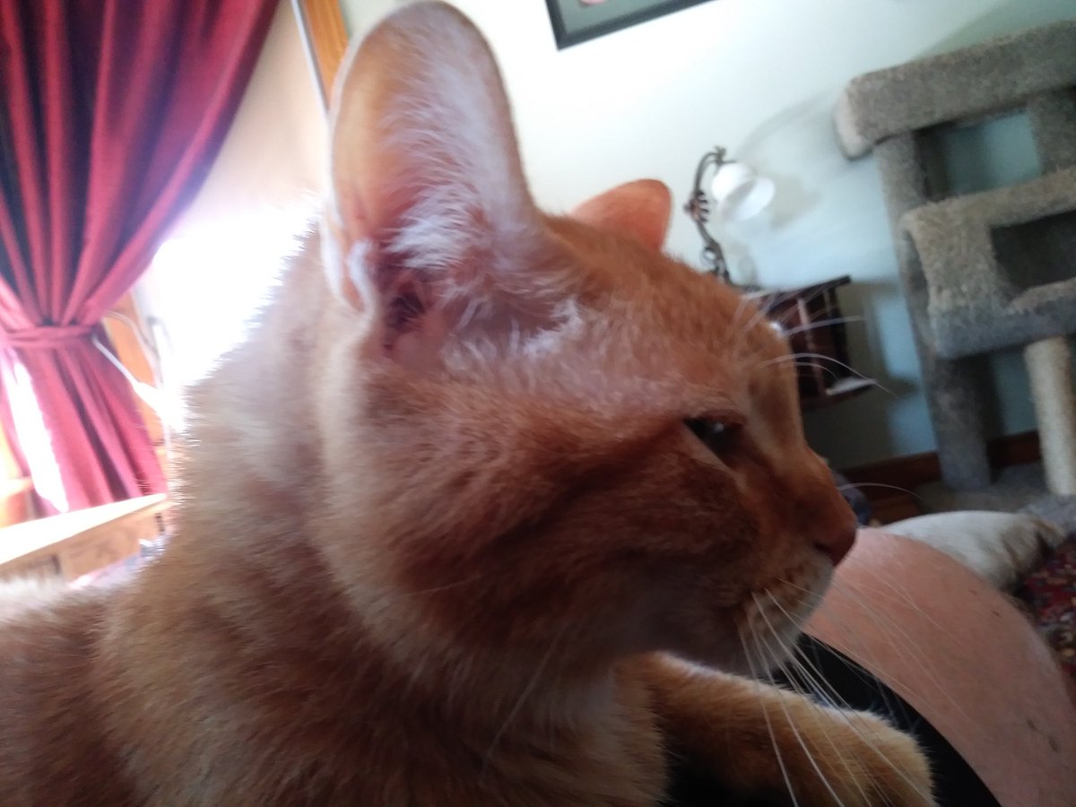 mpfleischman's tweet photo. starting fields behind that bears online instead of foles was a foolhardy idea.

also here is a picture of my cat fred, a good boy https://t.co/0XhENwDtC4