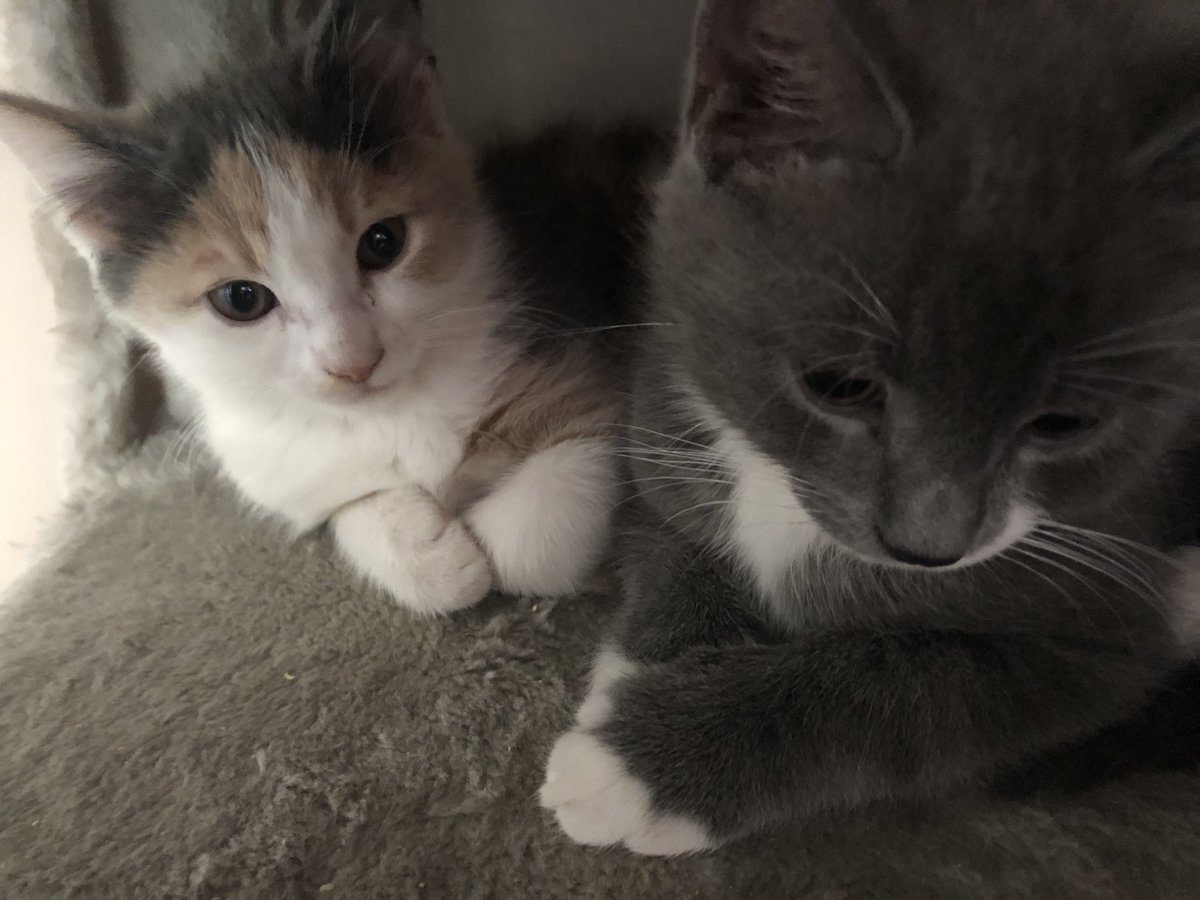 These two little munchkins are the newest members to the Fawcett/Hemmings household.
Dolly &amp; Walter 💗💙