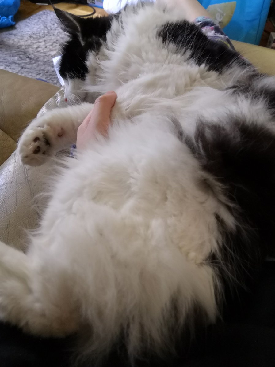 missmischief333's tweet photo. @_honey_soup Houdini my beloved https://t.co/nrqEctS3Yd
