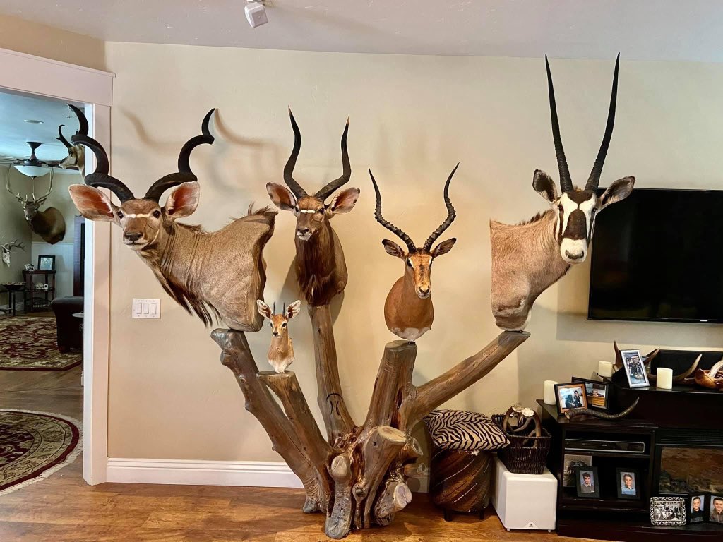 XposeTrophyHunt's tweet photo. This hideous display is front and centre at Eland Safaris. Truly what trophy hunting is about: greed &amp; ego, collecting &amp; showing off.😒
🙏🏼RT
#BanTrophyHunting
@zbleumoon @AgainstHunting @Angelux1111 @SARA2001NOOR @LiftForever67 @PhaedraXTeddy @PamPamwtrow @sullysfca @Nenagh9 https://t.co/QsElgolDmS