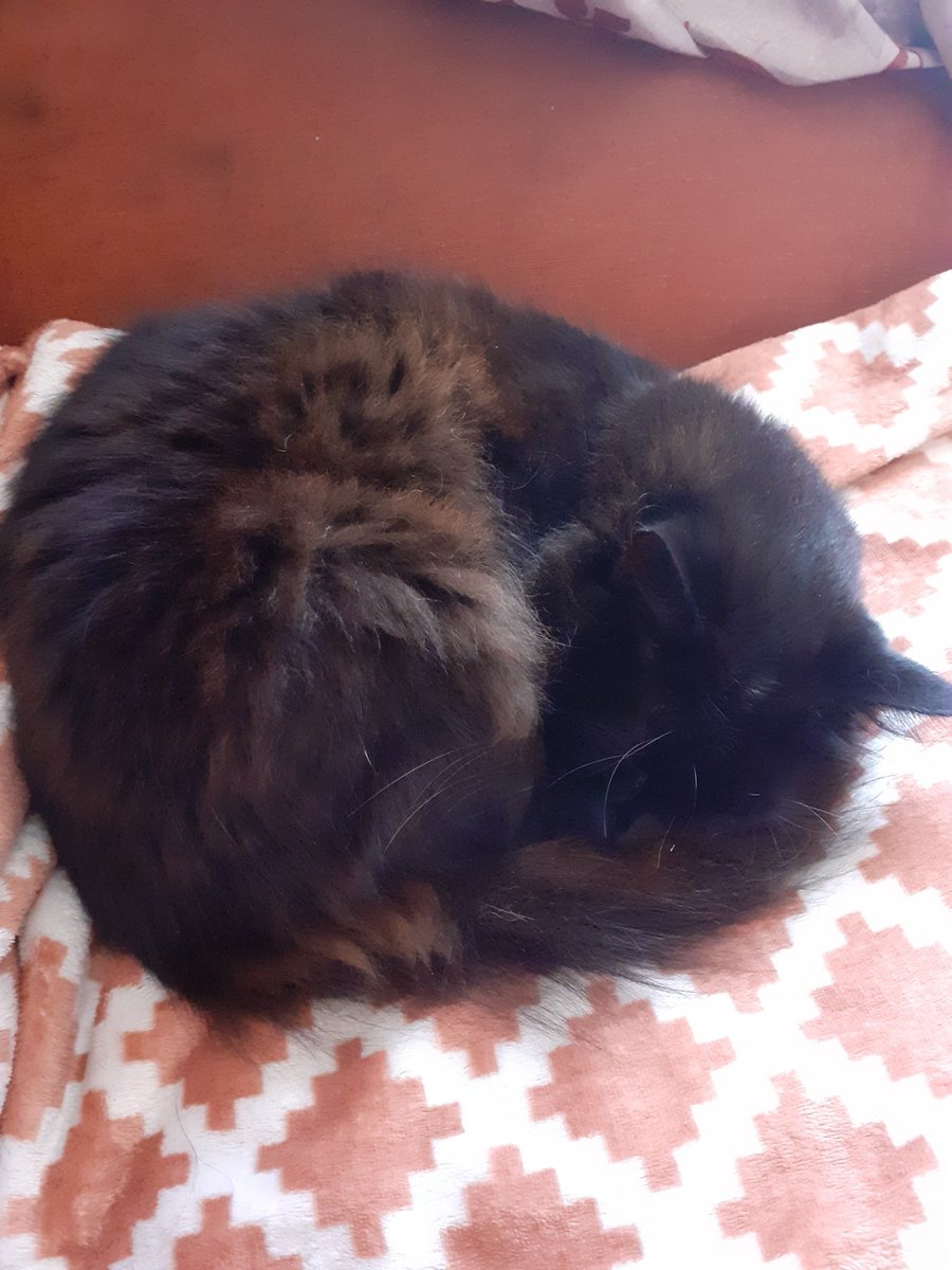 TAFKA_Cas's tweet photo. Floofy Orb
#Florb https://t.co/Sw0yj98PtP