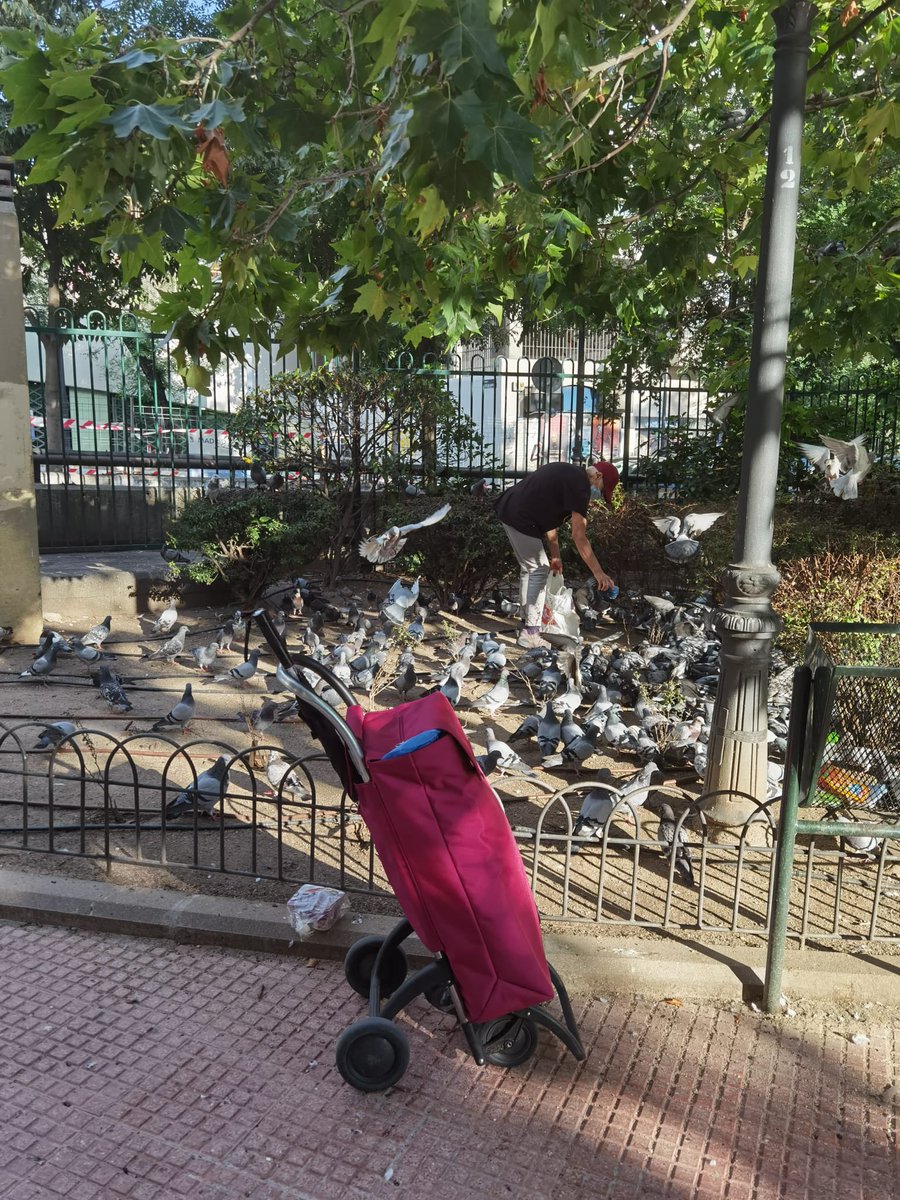 roderomaria's tweet photo. @MADRID b.tardes. En los jardines Concejal Alejandro Muñoz Revenga el cual está lleno de niños, hay muchas palomas muertas. Hay personas que alimentan a las palomas y no se si ese alimento es el adecuado para las palomas, ya que al menos hay 5 cadaveres con el consiguiente hedor. https://t.co/Ih18aLmG3r