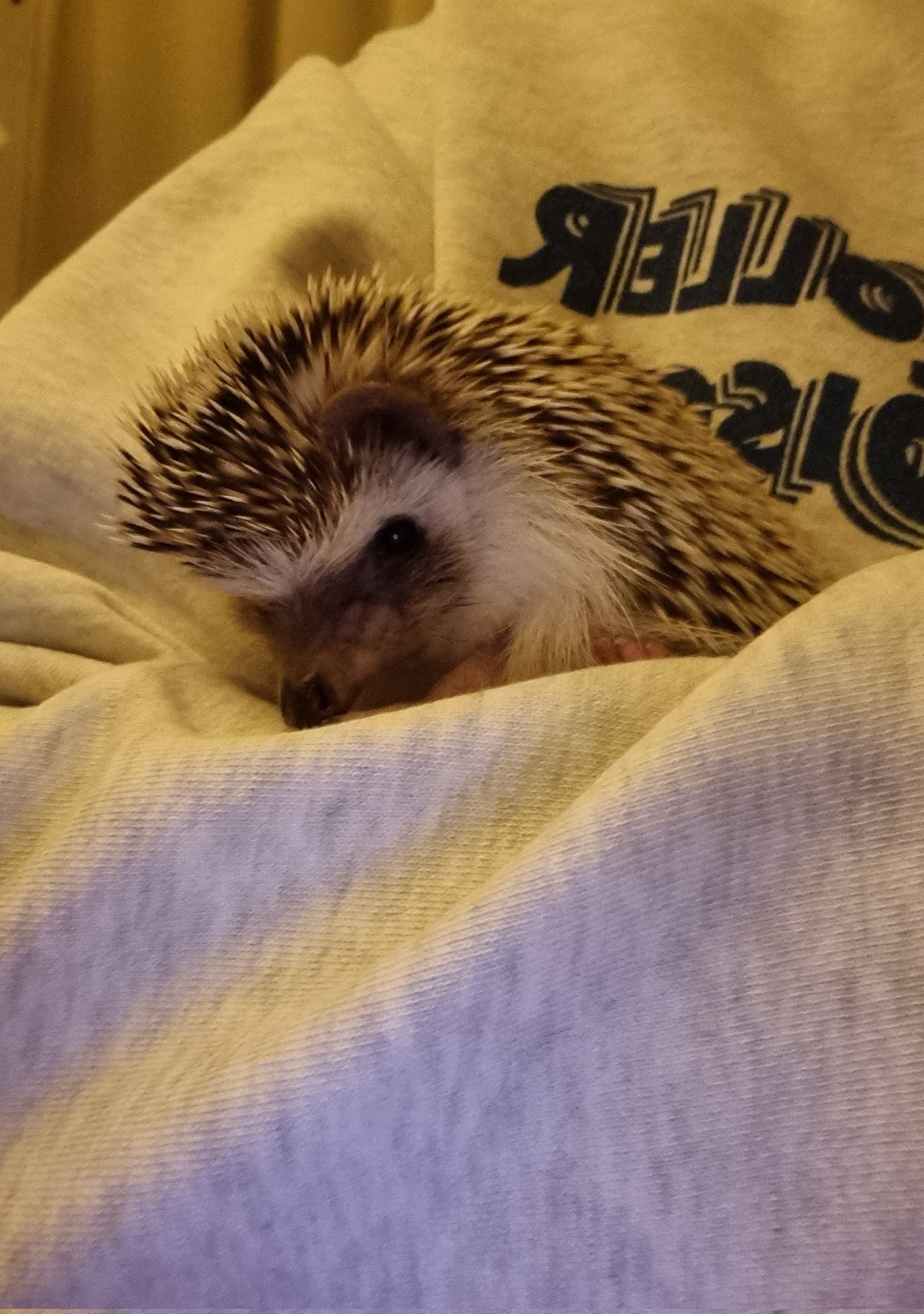 FATUpcfVEAMM83q?format=jpg&name=large