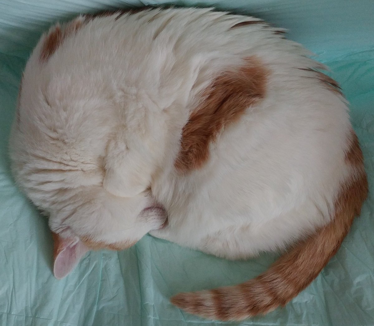Pryncess_2009's tweet photo. Happy #KittyLoafMonday!!! Today's Special Is #RoundLoaf...! ๐๐ซ๐บ๐๐บ๐ซ๐ https://t.co/KZ8B264a7l