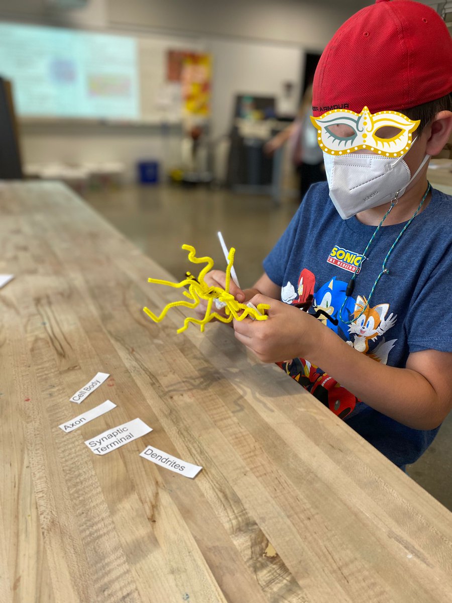 millsanna1's tweet photo. Making neuroscience fun and tangible for 3rd grade! Ss used clay to model parts of the brain: Cortex, Limbic System &amp; Brain Stem.After, they made neurons out of pipe cleaners and used labels to identify the parts! DM for resources! @SHPK8 #stvrainstorm #svvsdlearns #neuroscience https://t.co/3mTu9gAUyd